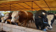 Şap hastalığı canlı hayvan pazarlarını kapattı