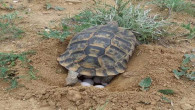 Kaplumbağalar doğaya yumurta bırakmaya başladı