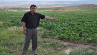 Yozgat’ta son yağışlar bölge çiftçisini sevindirdi