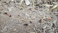 Ekimi yapılan tarlalar en fazla karıncaları sevindirdi