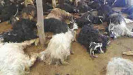 Yozgat’ta 312 koyun ve keçi telef oldu