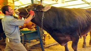 Yozgat’ta canlı hayvan pazarları kapatıldı