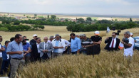 Yerel Buğday Projesi Tarla Günü yapıldı