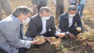 Yozgat’ta patates hasadı yapıldı