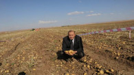 Yozgat’ta patates hasadı yapıldı
