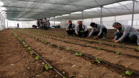 Öğrenciler, uygulamalı tarım öğreniyor