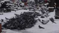 Vatandaşlar açlık çeken kuşlar için yiyecek bırakıyor