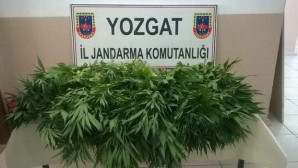 Jandarma’dan uyuşturucu operasyonunda 1 kişi tutuklandı