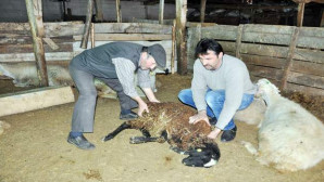 Yozgat’ta şüpheli koyun ölümleri besicileri korkuttu