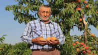 Yozgat’ta  meyve bahçeleri 25 Bin Dekara ulaştı
