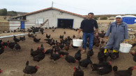 İstanbul’dan gelerek memleketine tavuk çiftliği kurdu