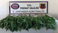 Jandarma ekipleri 71 kök Hint Keneviri ele geçirdi