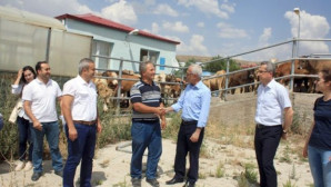 Şarbon hastalığı şüphesi ile Yerköy Canlı Hayvan Pazarı kapatıldı