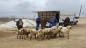 Koyunları çalan hırsızlar tutuklandı