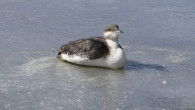 Buz tutan gölde donmak üzere olan dalgıç kuşunu itfaiye ekipleri kurtardı