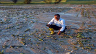 Sel nedeniyle tarım alanları zarar gördü