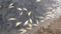 Gelingüllü’de toplu balık ölümleri endişe yaratıyor