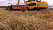 Çiftçi buğdayda 15 TL taban fiyat bekliyor