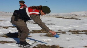 Jandarma yaban hayvanları için doğaya yem bıraktı