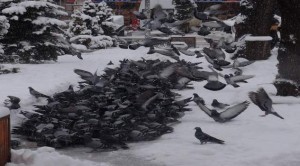 Vatandaşlar açlık çeken kuşlar için yiyecek bırakıyor