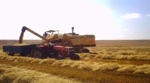 Ziraat Odasından çiftçilere dane kaybı uyarısı