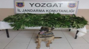 Jandarma 87 kök kenevir ele geçirdi