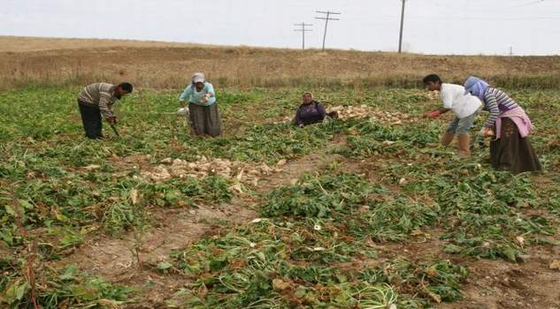 Yerköy’de 5 Bin dekar alanda pancar hasadı yapılacak