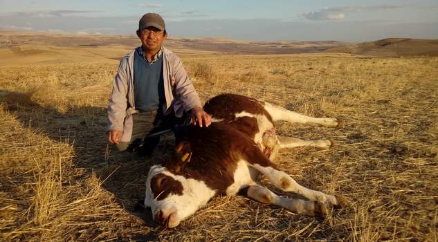 Şap hastalığı 2 büyükbaş hayvanı telef etti