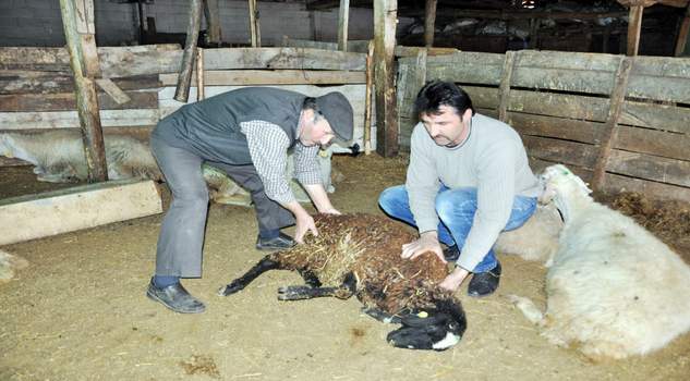 Yozgat’ta şüpheli koyun ölümleri besicileri korkuttu