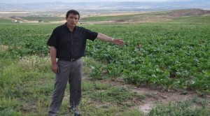 Bir haftadır yağan yağmur Yozgatlı çiftçileri sevindirdi