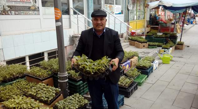 Baharla birlikte fide satışları başladı