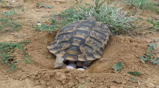 Kaplumbağalar doğaya yumurta bırakmaya başladı