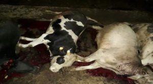 Ahıra yıldırım düştü: 21 Büyükbaş hayvan telef oldu