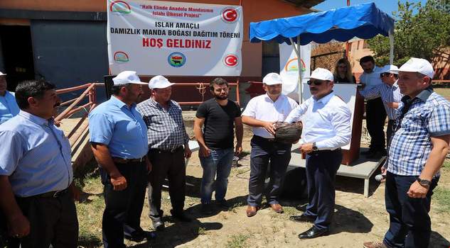 Manda üreticilerine yüzde 50 hibe destekli damızlık erkek manda