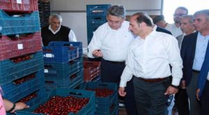 Türkiye’nin en büyük kiraz bahçesinde hasat başladı