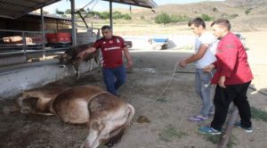 Yozgatlı kasaptan 750 kiloluk boğaları dize getirme tekniği