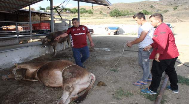 Yozgatlı kasaptan 750 kiloluk boğaları dize getirme tekniği