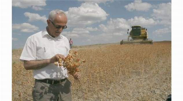 Yozgat’ta Aspir hasadına başlandı