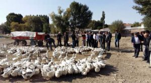 Genç kadın, 30 Bin TL hibe desteği ile kaz tesisi kurdu