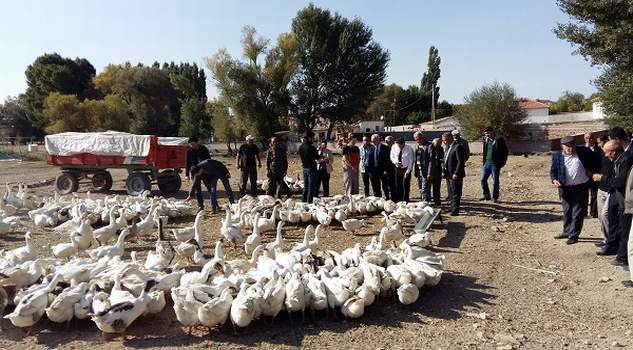 Genç kadın, 30 Bin TL hibe desteği ile kaz tesisi kurdu