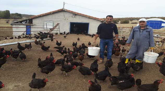İstanbul’dan gelerek memleketine tavuk çiftliği kurdu