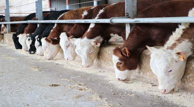Canlı hayvan pazarlarında sıkı denetim