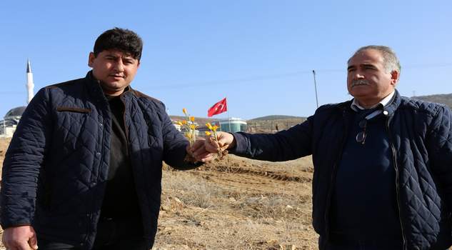 Baharın müjdecisi Çiğdem bu yıl erken açtı