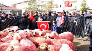 Mehmetçiğe 66 kurbanlık koyun ve iç çamaşırı gönderdiler