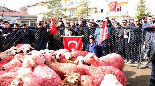 Mehmetçiğe 66 kurbanlık koyun ve iç çamaşırı gönderdiler