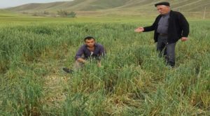 Yozgat’ta dolu, tarım alanlarına zarar verdi