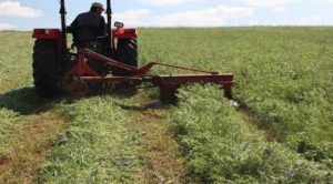 Toprak İşlemesiz Tarımda Macar Fiği hasadı yapıldı