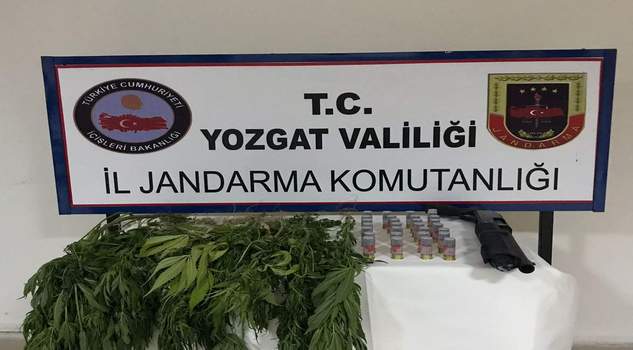 Jandarma, saksılarda 13 kök hint keneviri ele geçirdi