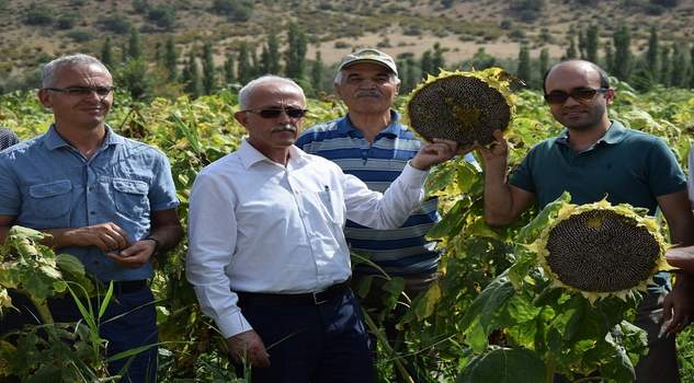 Deneme amaçlı ekilen yerli Hibrit çerezlik çekirdeğin hasadı yapıldı