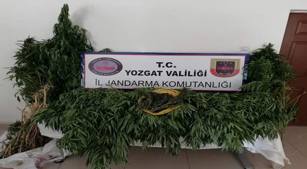 Jandarma 86 kök Hint keneviri ele geçirdi